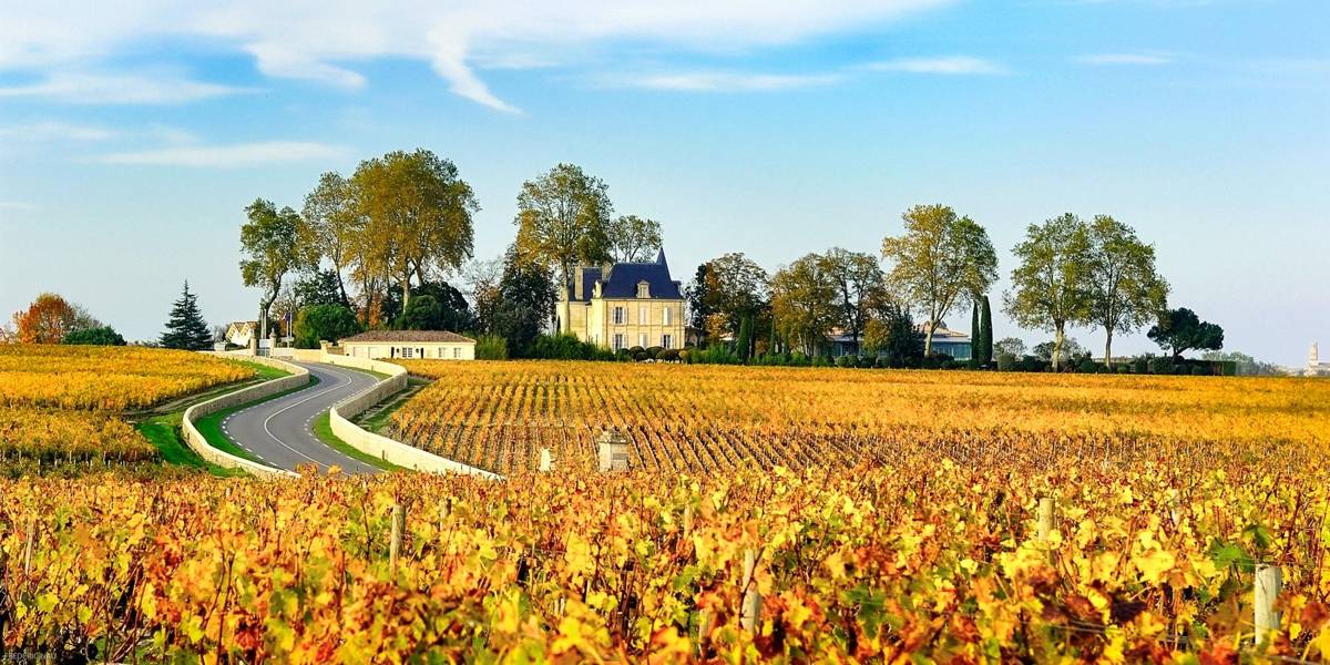 Pauillac vineyards in autumn